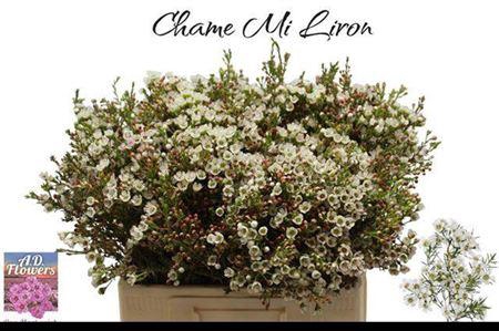 <h4>Chame Mi Liron</h4>