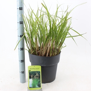 Miscanthus sinensis Kleine Silbers