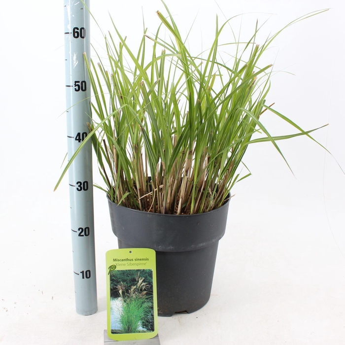 <h4>Miscanthus sinensis Kleine Silbers</h4>