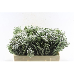 Kaaps Silver Brunia