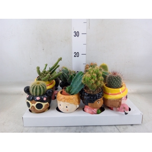 Cactus   ...