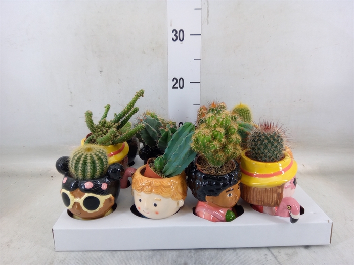 <h4>Cactus   ...</h4>