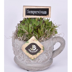 nt vlinder kop en schotel 9cm