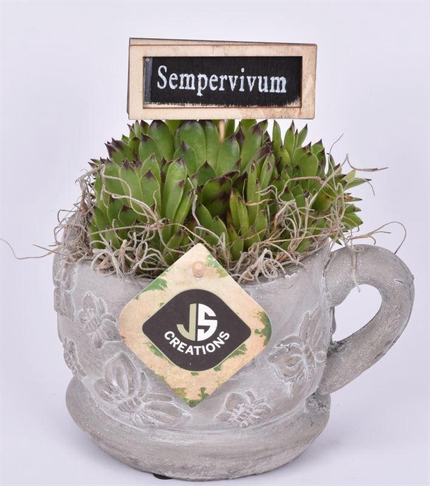 <h4>nt vlinder kop en schotel 9cm</h4>