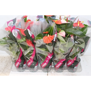 ANTHURIUM VARIADO P12