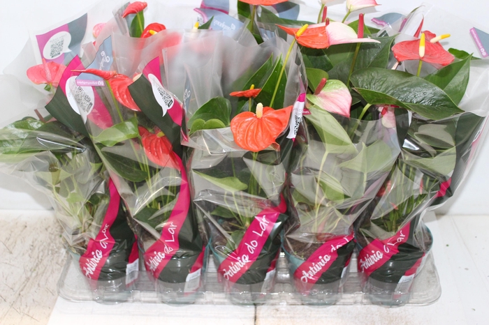 <h4>ANTHURIUM VARIADO P12</h4>