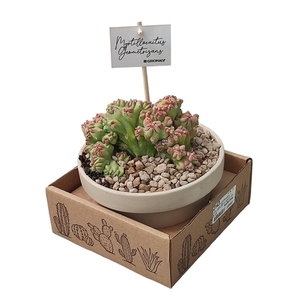 MYRTILLOCACTUS GEOMETRIZANS CRESTED - Ø 15 WHITE BASALT BOWL IN CARDBOARD BOX 16X16 CM6X16 (CACTUS)