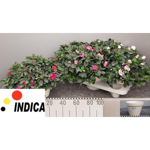 RHODO SI V GEM 5 SRT