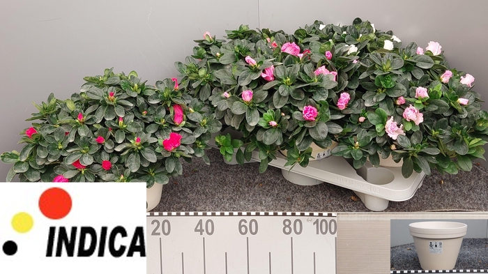 <h4>RHODO SI V GEM 5 SRT</h4>