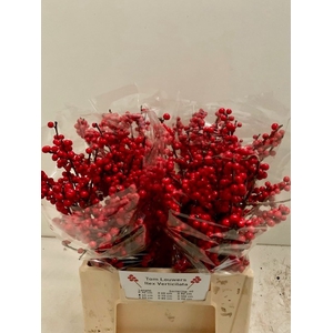 ILEX MAG SUPREME RED