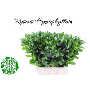 Ruscus Hypophyllum