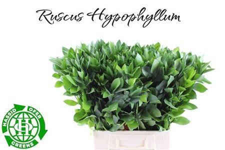 <h4>Ruscus Hypophyllum</h4>