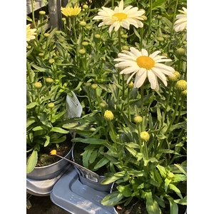 Leucanthemum max.