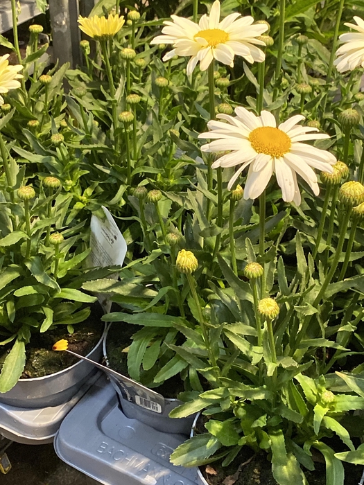 <h4>Leucanthemum max.</h4>