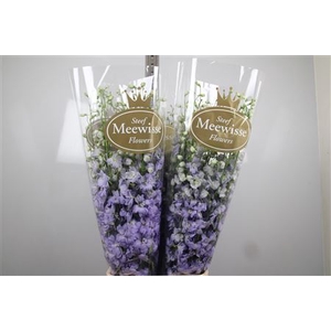 Delph Du Dewi Impress Lilac