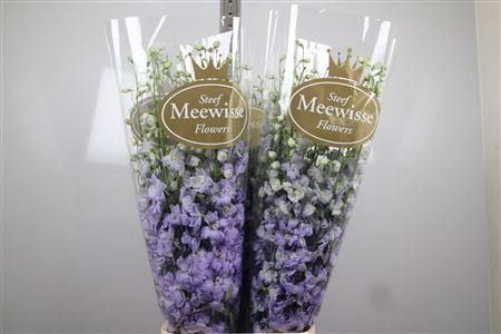 <h4>Delph Du Dew Impress</h4>