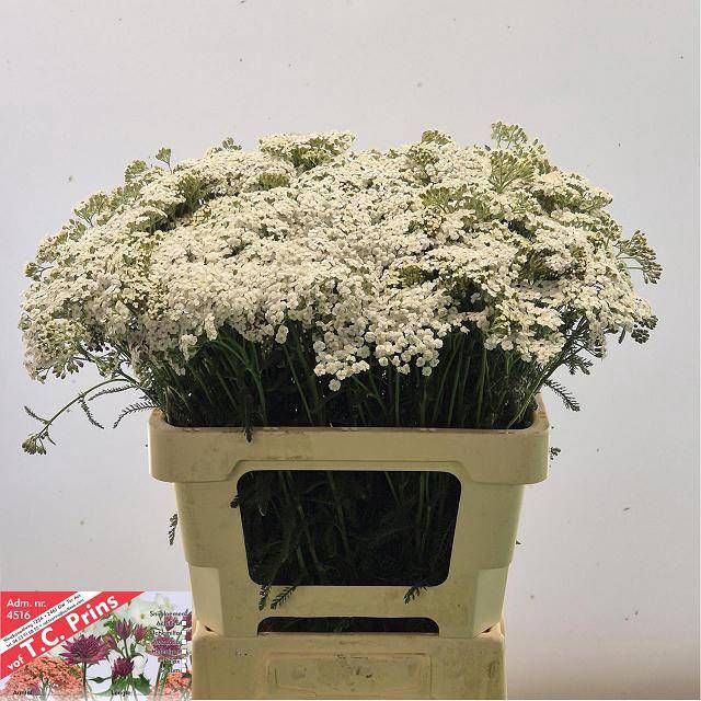 <h4>ACHIL M WHITE BEAUTY</h4>