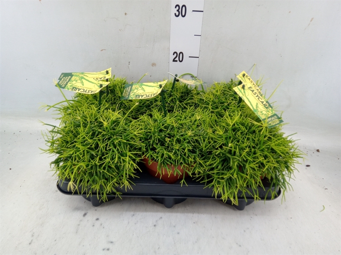 <h4>Rhipsalis baccifera 'Oasis'</h4>