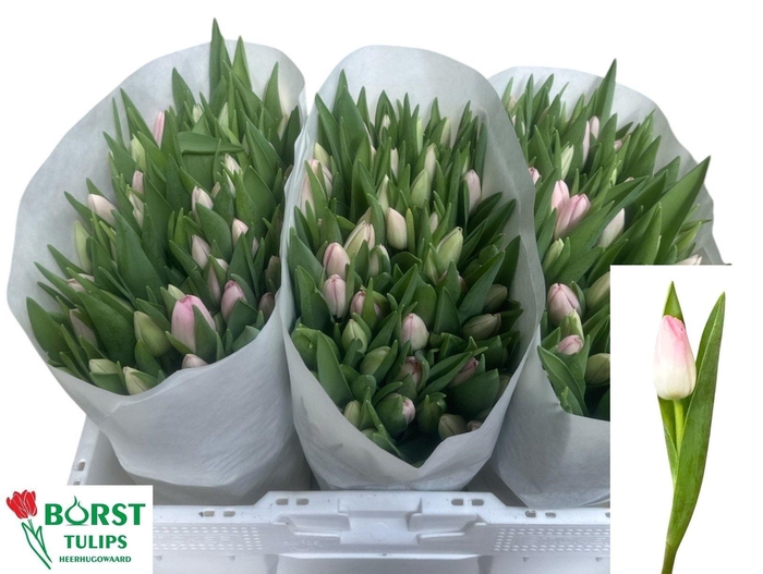 <h4>TU EN DYNASTY</h4>