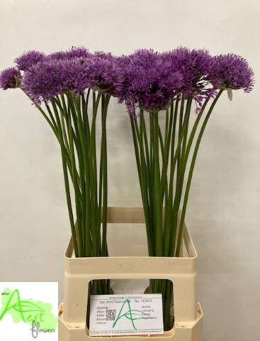 <h4>ALLIUM GLADIATOR</h4>