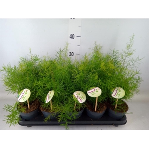 Asparagus dens. 'Sprengeri'