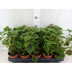 Pilea alumi