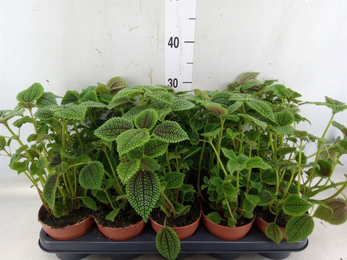 <h4>Pilea alumi</h4>
