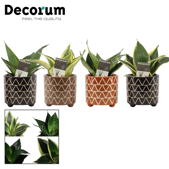 <h4>Sansevieria Hahnii 6 cm mix in Fee (Stone Touch-collection)</h4>