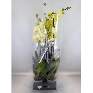 Phalaenopsis  'Golden Coin'