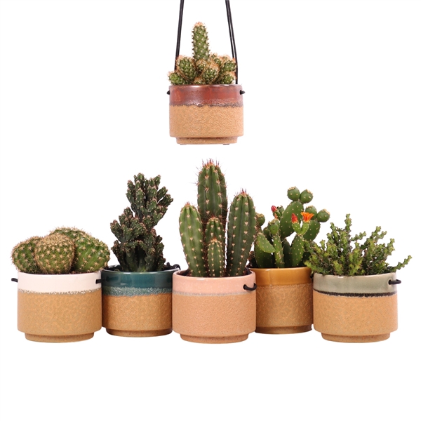 <h4>Cactus mix 10,5 cm in Kota Cina hangpot</h4>