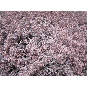 Solidago Licht Rose