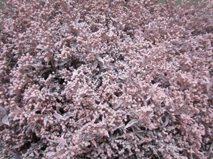 <h4>Solidago Licht Rose</h4>
