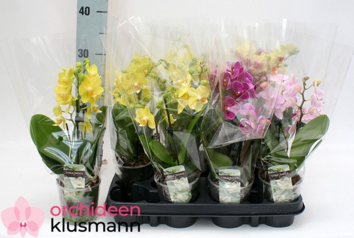 PHAL GEM