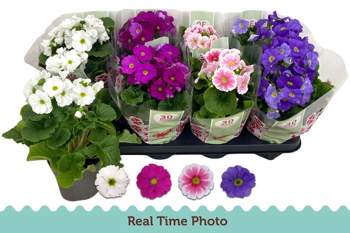 <h4>PRIM OB TM GEM</h4>