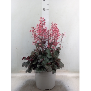 Heuchera   ...