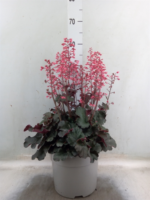 <h4>Heuchera   ...</h4>