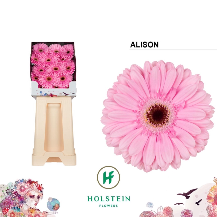 <h4>Gerbera Alison Diamond</h4>