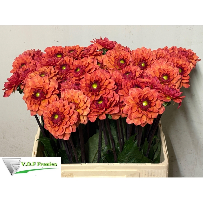 <h4>Dahl Ball Orange Fox</h4>