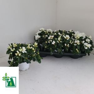 Rhododendron simsii Witte Vogel 14Ø 32cm 32Ø