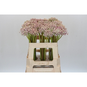 Allium  'Silverspring'