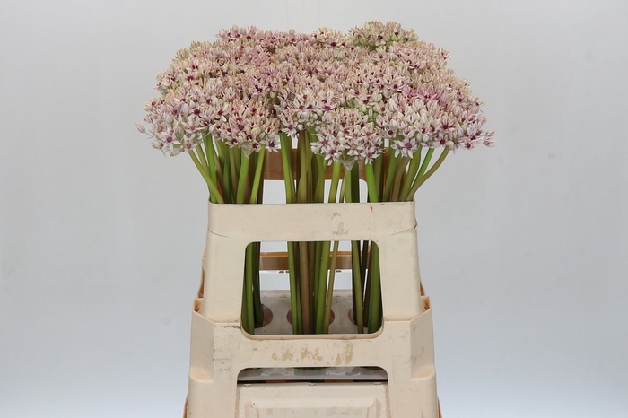 <h4>Allium  'Silverspring'</h4>