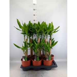 Dracaena frag. 'Steudneri'