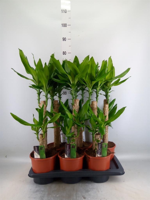 <h4>Dracaena frag. 'Steudneri'</h4>