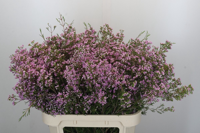 <h4>Chamelaucium Pirouette</h4>