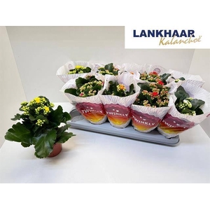 KAL GE PERF GEM 5 KL