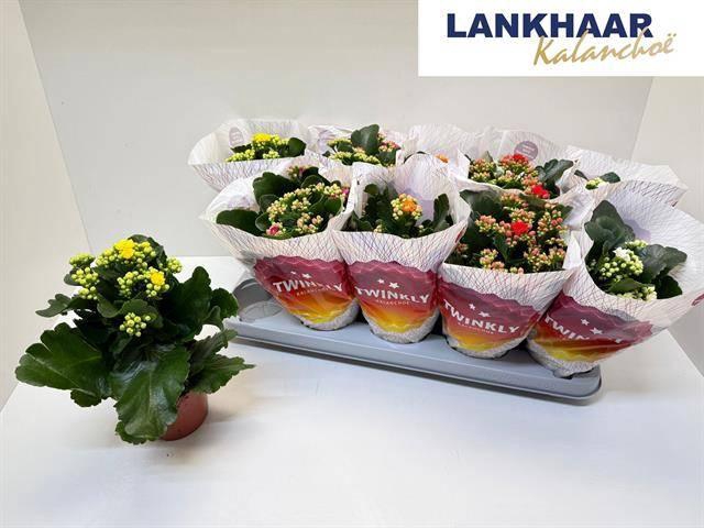 <h4>KAL GE PERF GEM 5 KL</h4>