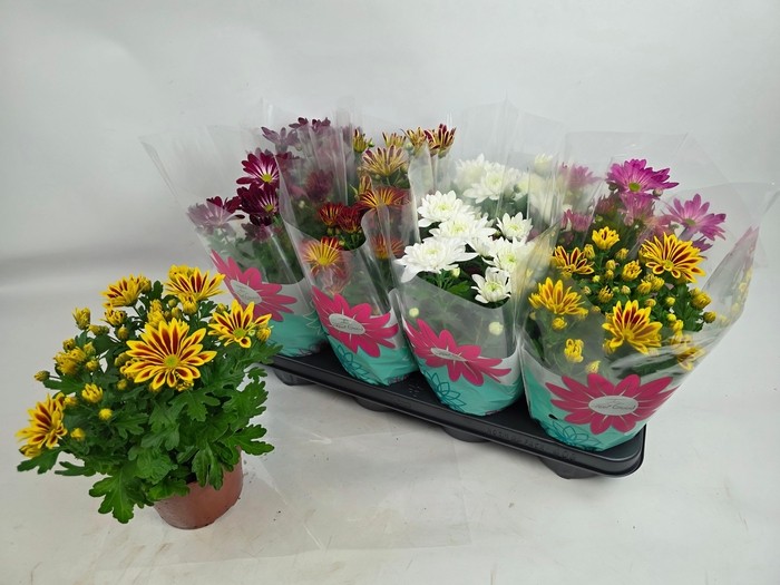 <h4>CHRYS GEM 6 KL</h4>