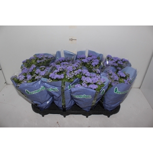 AGERATUM P14