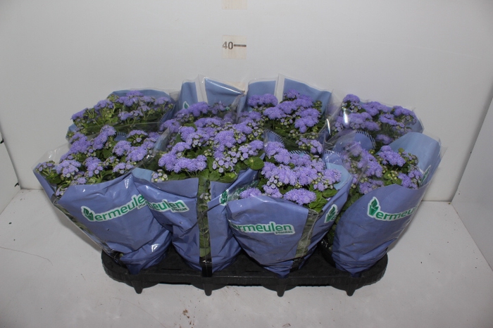 AGERATUM P14