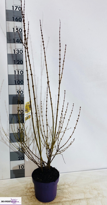 <h4>FORSYTH IN SPECTABIL</h4>